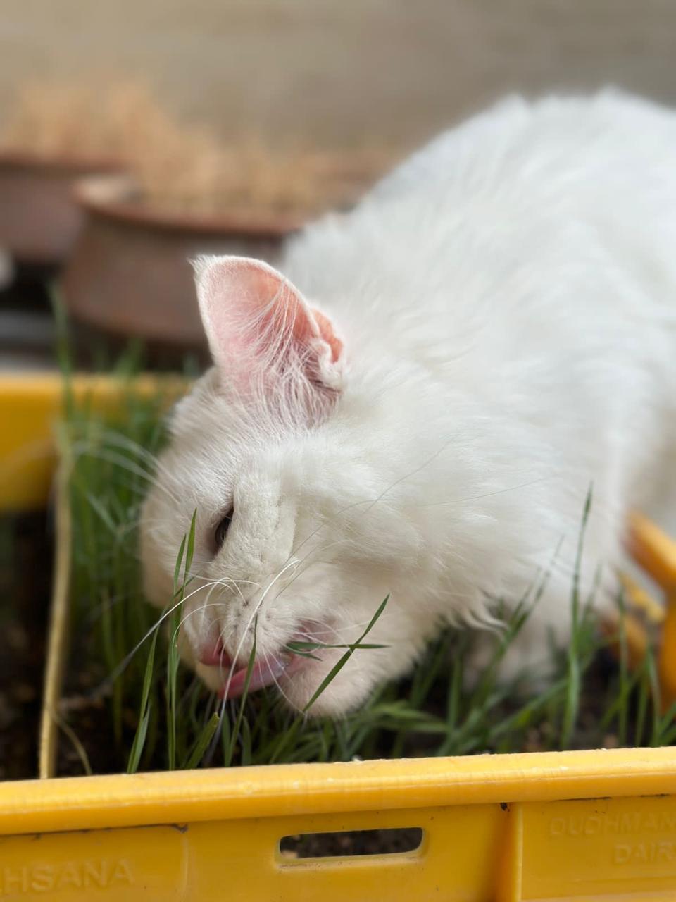 Cooking for One, With Pixie and Pepper: How My Kitchen Became My Safe Space