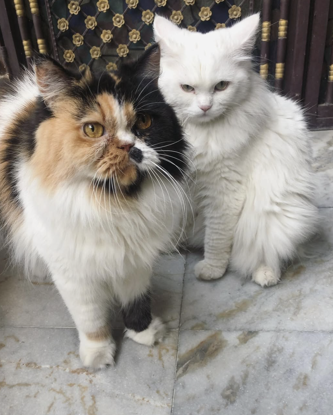 Pixie and Pepper: How These Two Taught Me About Love, Loss, and Kindness