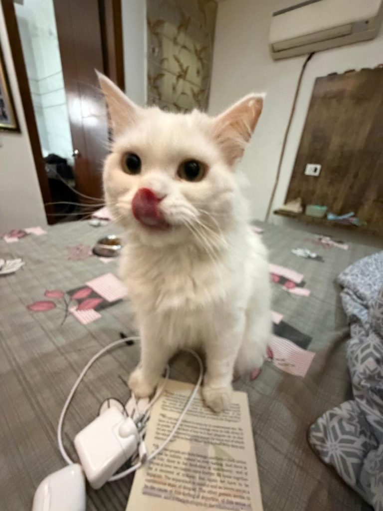 Pixie pepper cat image